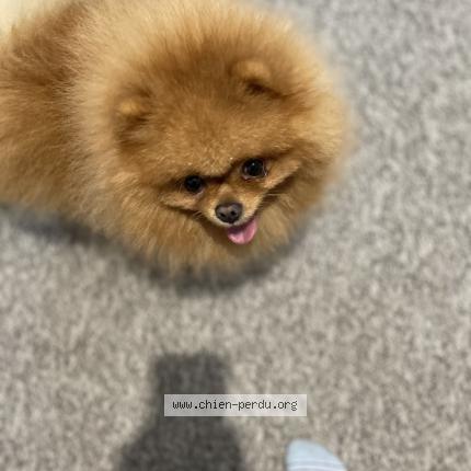 Photo 1/1 Chien retrouvé Perdu à Merignac