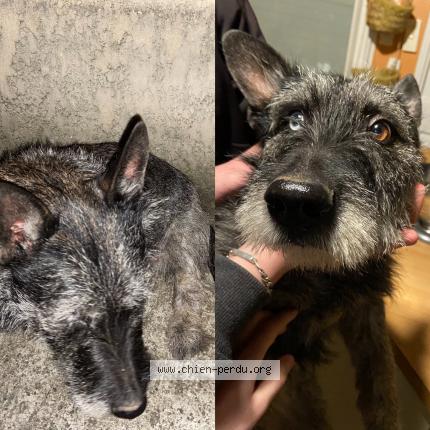 Photo de chien trouvé à Saint Bauzille De La Sylve