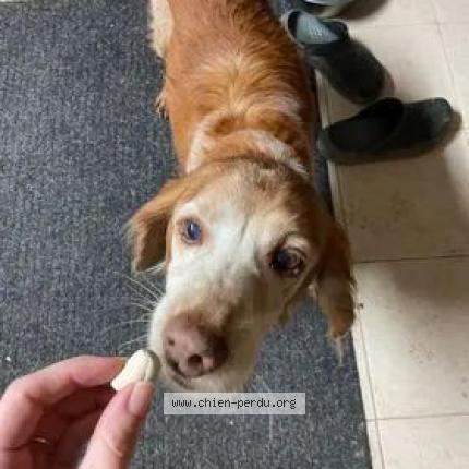 Photo 1/1 Chien retrouvé Perdu à Marcenat