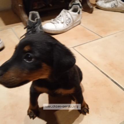 Photo 1/1 Chien retrouvé Perdu à Vezenobres