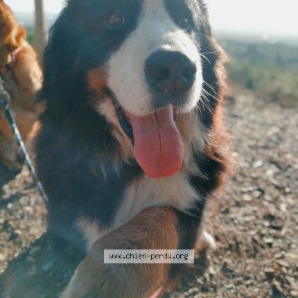 Photo de chien perdu à Lezignan Corbieres