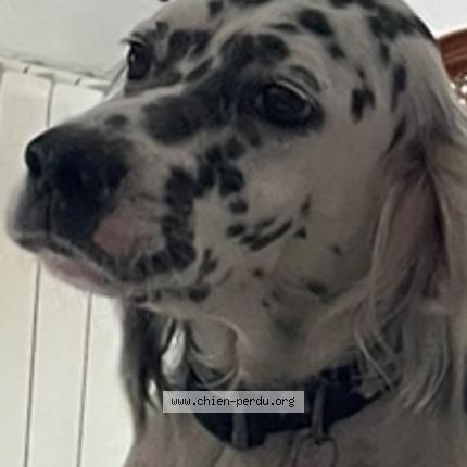 Photo 1/1 Chien retrouvé Perdu à Saint maurice de la nacelle