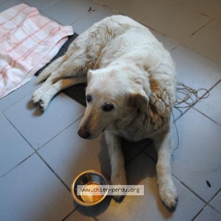 Photo 1/1 Chien retrouvé Trouvé à Carnoet