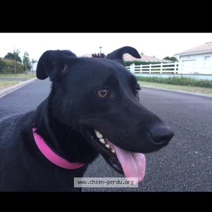 Photo de chien perdu à Lege Cap Ferret