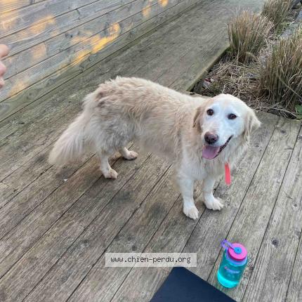 Photo de chien trouvé à Locmaria