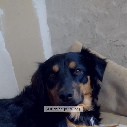 Photo de chien perdu à Naves