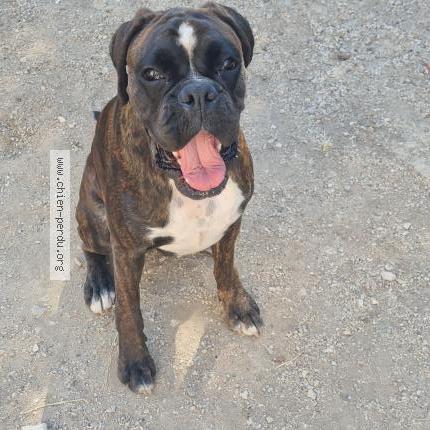 Photo de chien perdu à Salin De Giraud