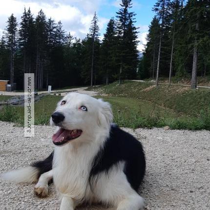 Photo de chien perdu à Caluire