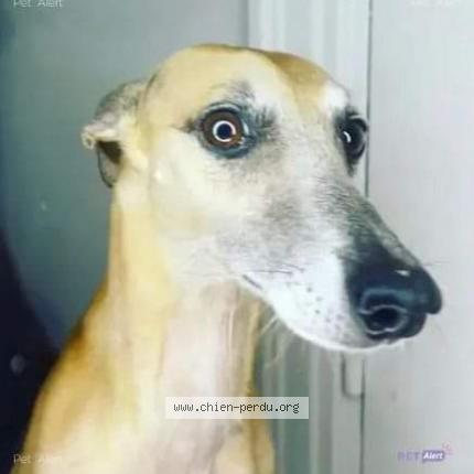 Photo 1/1 Chien retrouvé Perdu à Forcalquier