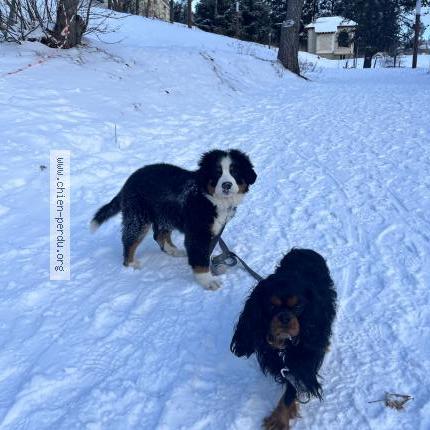 Photo 1/1 Chien retrouvé Perdu à Font romeu