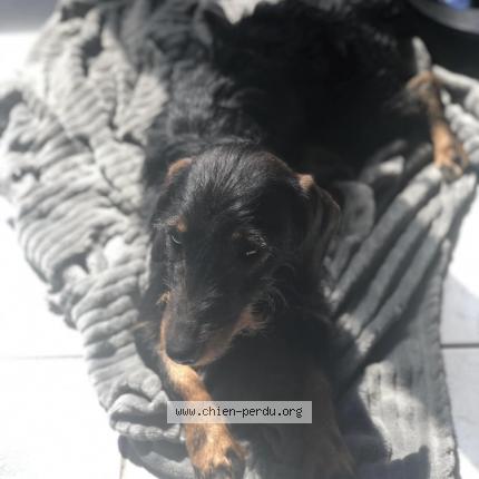 Photo de chien perdu à Le Plessis Bouchard