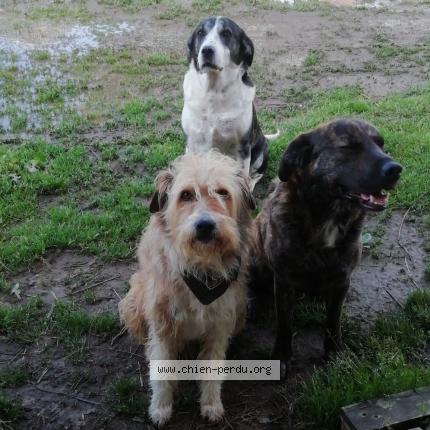 Photo de chien perdu à Buzet Sur Tarn