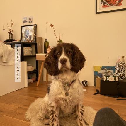 Photo de chien perdu à Nievre