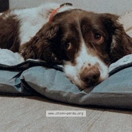 Photo 2/2 Chien retrouvé Perdu à Nievre