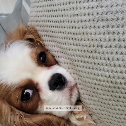 Photo 1/2 Chien retrouvé Perdu à Besancon