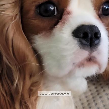 Photo 2/2 Chien retrouvé Perdu à Besancon