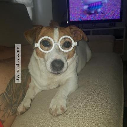 Photo de chien perdu à Bozel