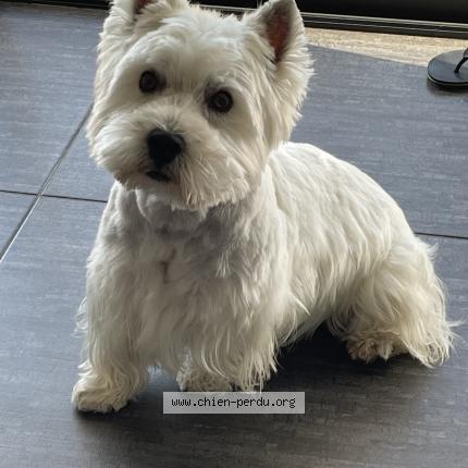 Photo 1/1 Chien retrouvé Perdu à Pessac