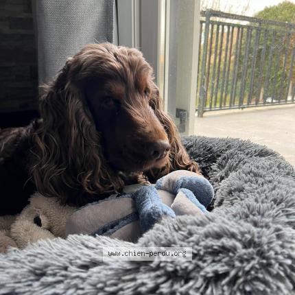 Photo de chien perdu à Cuisy