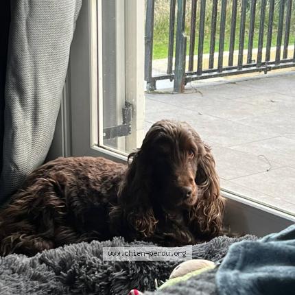Photo 2/2 Chien retrouvé Perdu à Cuisy