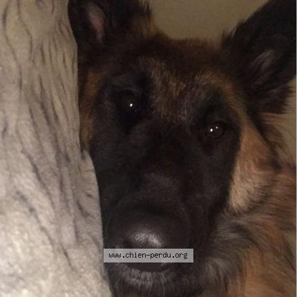 Photo de chien perdu à Mourenx