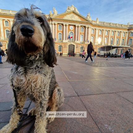 Photo de chien perdu à Toulouse