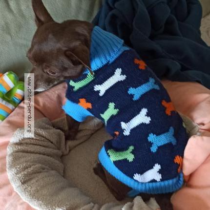 Photo 1/1 Chien retrouvé Perdu à Juvignac