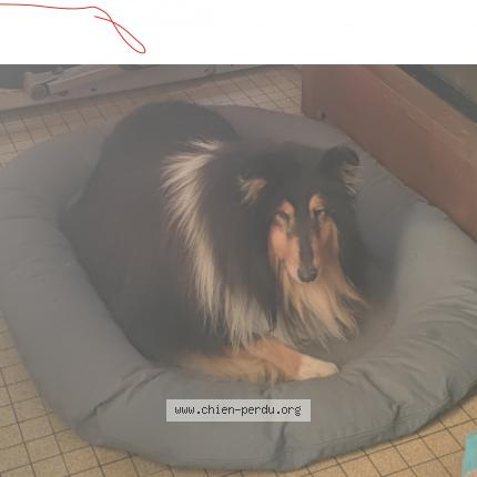 Photo de chien perdu à Chatillon Sur Indre