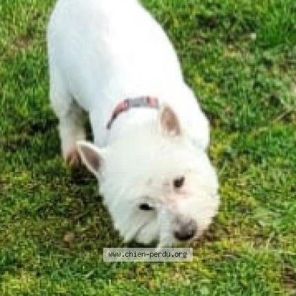 Photo 1/1 Chien retrouvé Perdu à Saint maixent lecole