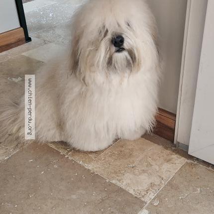 Photo 1/1 Chien retrouvé Perdu à Niort