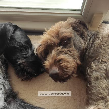 Photo 1/1 Chien retrouvé Perdu à Lutterbach