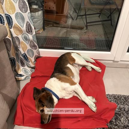 Photo de chien perdu à Olivet