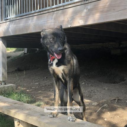 Photo de chien perdu à Freissinieres