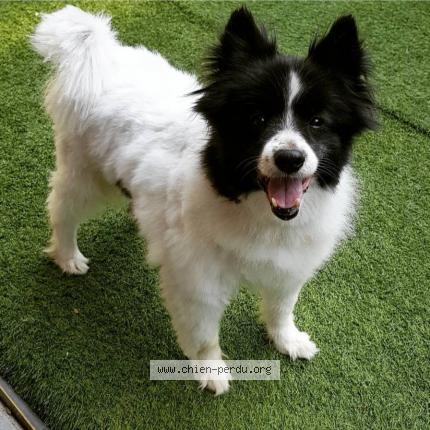 Photo 1/1 Chien retrouvé Perdu à Gieres