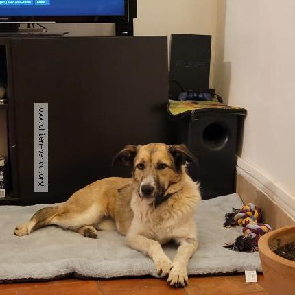 Photo 1/1 Chien retrouvé Perdu à Cabries