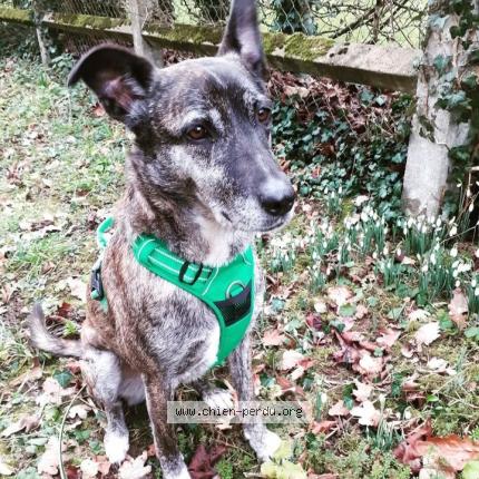 Photo de chien perdu à Rouvres