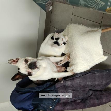 Photo 1/1 Chien retrouvé Perdu à Exoudun