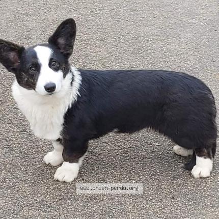 Photo de chien perdu à La Rochelle