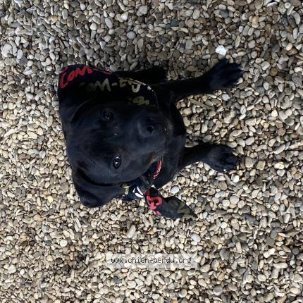 Photo de chien perdu à Gevrey Chambertin