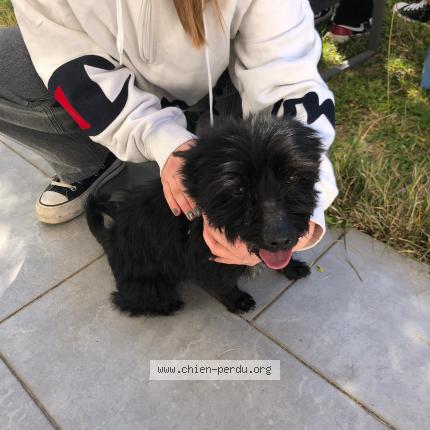 Photo 1/2 Chien retrouvé Trouvé à Mont de marsan