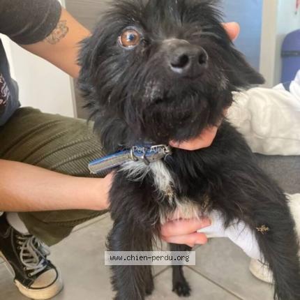 Photo 2/2 Chien retrouvé Trouvé à Mont de marsan