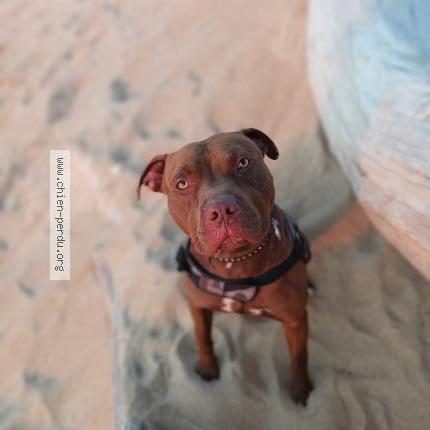 Photo 1/1 Chien retrouvé Perdu à Labenne ocean