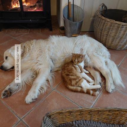 Photo 1/1 Chien retrouvé Perdu à Le genest saint isle