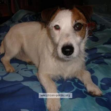 Photo 1/1 Chien retrouvé Perdu à Bruyeres sur oise