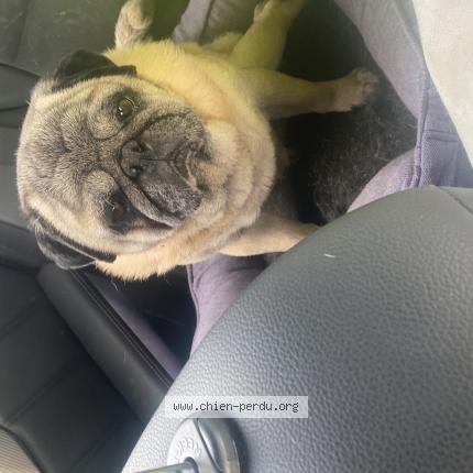 Photo 1/1 Chien retrouvé Perdu à La ciotat