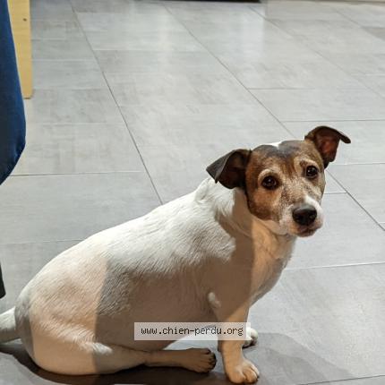 Photo 1/1 Chien retrouvé Perdu à Saint mitre les remparts