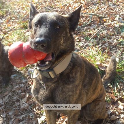 Photo 1/1 Chien retrouvé Perdu à Lanas