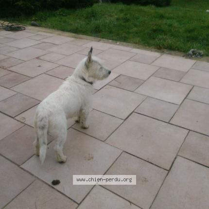 Photo de chien trouvé à Chuisnes