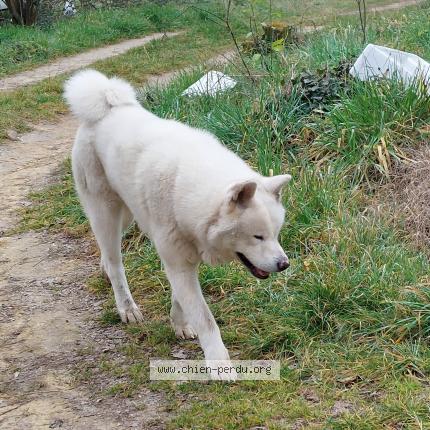 Photo de chien trouvé à Prignac Et Marcamps