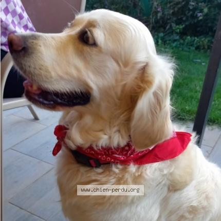 Photo de chien perdu à Blyes